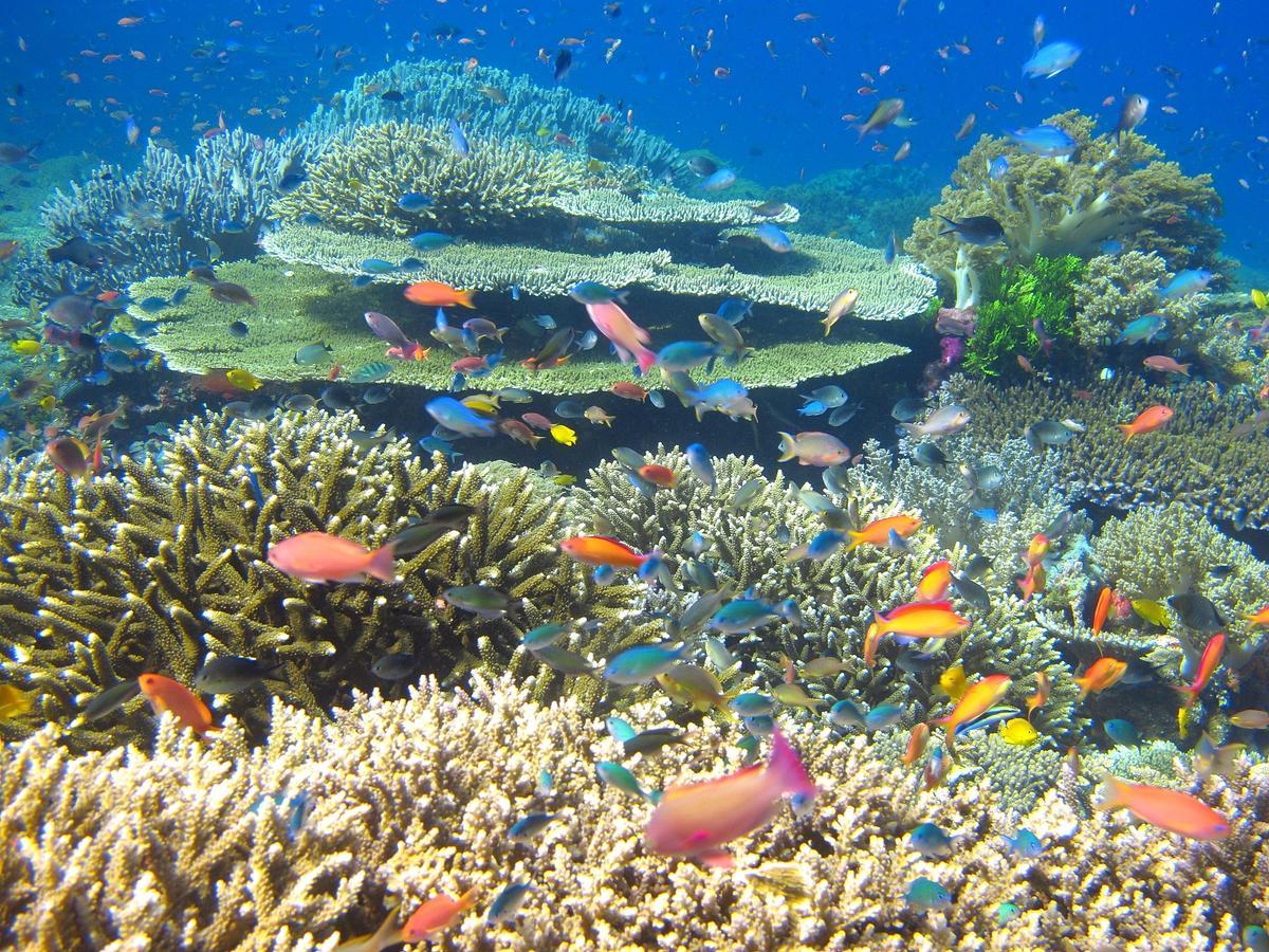 Cabilao Sunset Dive & Beach Resort Loon ภายนอก รูปภาพ